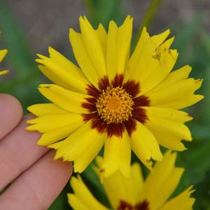 SUNKISS TICKSEED