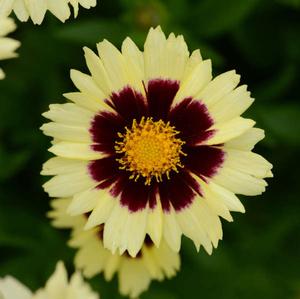 UPTICK™ CREAM & RED TICKSEED