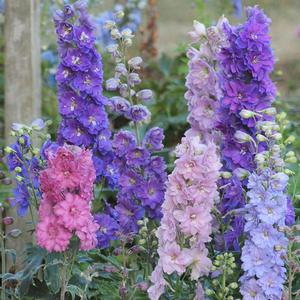 NEW MILLENNIUM™ MINI STARS DELPHINIUM