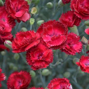 PRETTY POPPERS™ ELECTRIC RED DIANTHUS