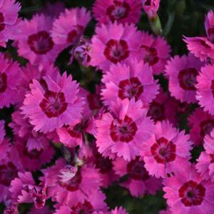 PAINT THE TOWN FANCY DIANTHUS