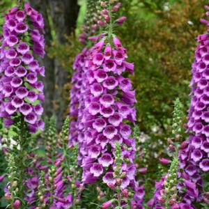 DALMATION PURPLE FOXGLOVE