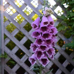 SUGAR PLUM FOXGLOVE