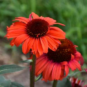 EYE-CATCHER™ TANAGER CONEFLOWER