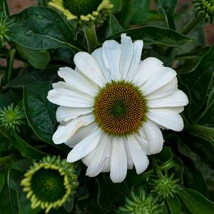 COLOR CODED® THE PRICE IS WHITE CONEFLOWER