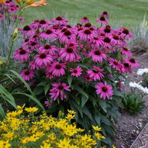 BUTTERFLY™ PURPLE EMPEROR CONEFLOWER