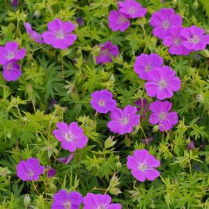 NEW HAMPSHIRE PURPLE CRANESBILL GERANIUM