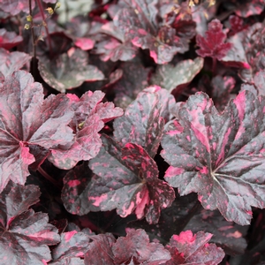 MIDNIGHT ROSE CORAL BELLS