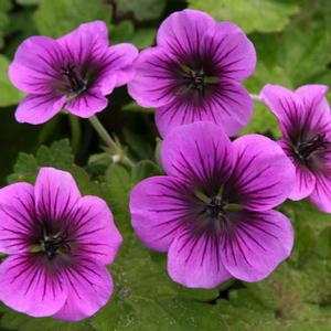 PERFECT STORM CRANESBILL GERANIUM