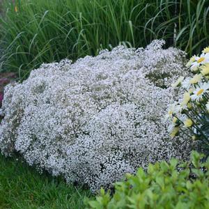 SUMMER SPARKLES® BABY'S BREATH