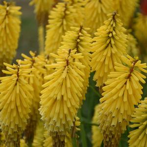 GOLD RUSH RED HOT POKER
