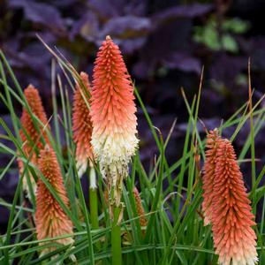 HIGH ROLLER RED HOT POKER