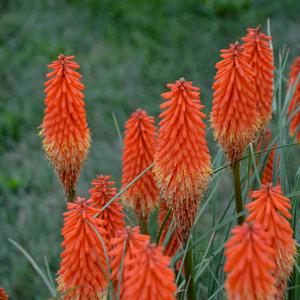 JOKER'S WILD RED HOT POKER