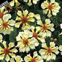 PINWHEEL TICKSEED