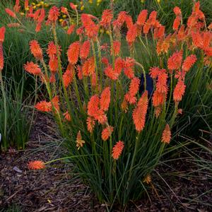 POKER FACE RED HOT POKER