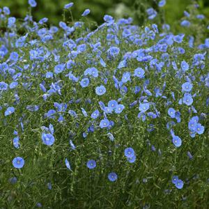 WILD BLUE PRAIRIE FLAX