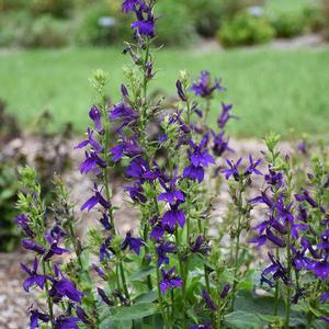STARSHIP™ BLUE CARDINAL FLOWER