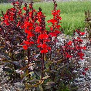 STARSHIP™ SCARLET BRONZE LEAF CARDINAL FLOWER