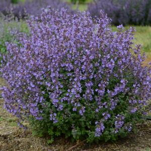 KITTEN AROUND CATMINT
