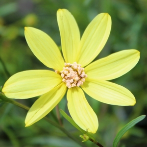 MOONBEAM TICKSEED