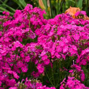 KUNG FUCHSIA HYBRID PHLOX