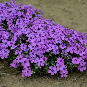 EYE SHADOW CREEPING PHLOX