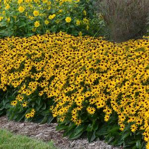 LITTLE GOLDSTAR BLACK-EYED SUSAN
