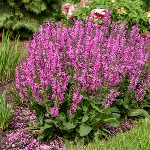 FASHIONISTA® MOULIN ROUGE MEADOW SAGE
