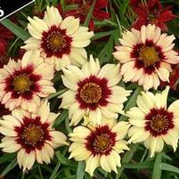 AUTUMN BLUSH TICKSEED