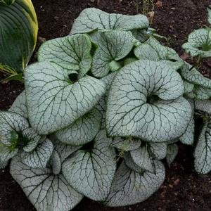 STERLING SILVER BRUNNERA