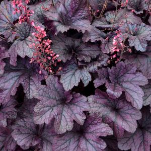 GRAPE TIMELESS CORAL BELLS