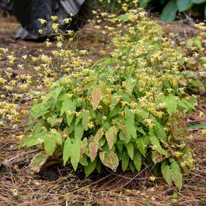 AMBER QUEEN EPIMEDIUM