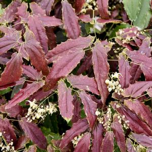 SANDY CLAWS EPIMEDIUM