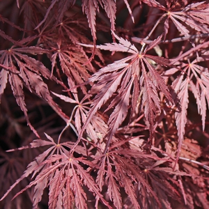 INABA SHIDARE WEEPING JAPANESE MAPLE