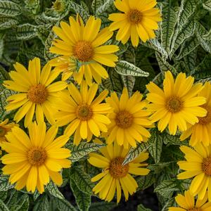 SUNSTRUCK FALSE SUNFLOWER