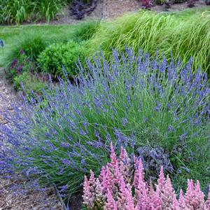 PHENOMENAL® LAVENDER