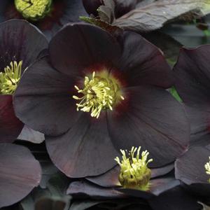 HONEYMOON® NEW YORK NIGHT LENTEN ROSE