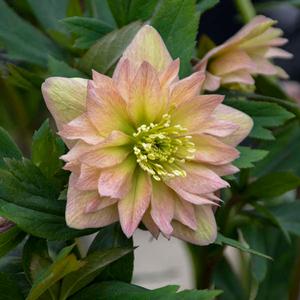 WEDDING PARTY® MOTHER OF THE BRIDE LENTEN ROSE
