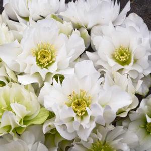 WEDDING PARTY® WEDDING BELLS LENTEN ROSE