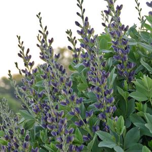 INDIGO SPIRES FALSE INDIGO