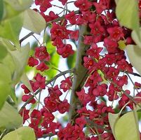 WINTERBERRY EUONYMUS