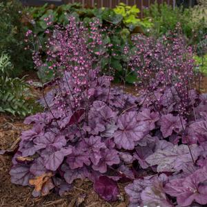 PINK PANTHER CORAL BELLS