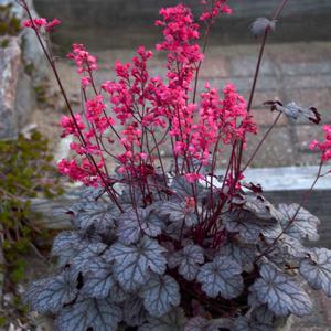 TIMELESS TREASURE CORAL BELLS