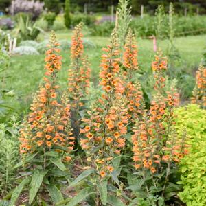 FIRECRACKER DIGIPLEXIS