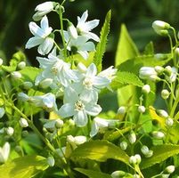 CHARDONNAY PEARLS® DEUTZIA