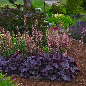 GRAPE EXPECTATIONS CORAL BELLS