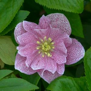 WEDDING PARTY® WEDDING CRASHER LENTEN ROSE