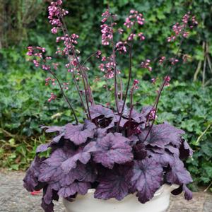 ELECTRIC PLUM CORAL BELLS