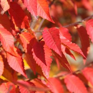 FIRE BELLE AMERICAN HORNBEAM