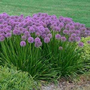 MILLENIUM ORNAMENTAL ONION